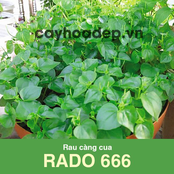 Rau càng cua trông từ hạt giống do công ty Rạng Đông cung cấp